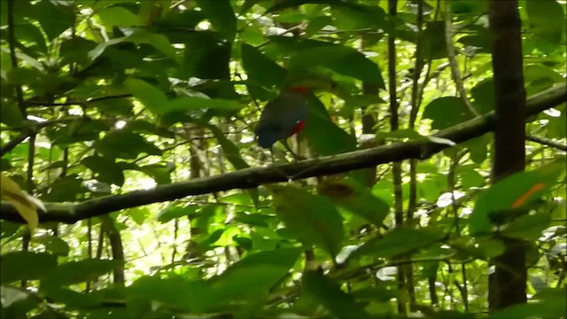 Philippine Pitta (Philippine) - ML201046101