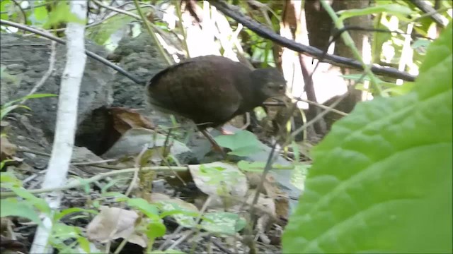 Philippine Megapode - ML201046121