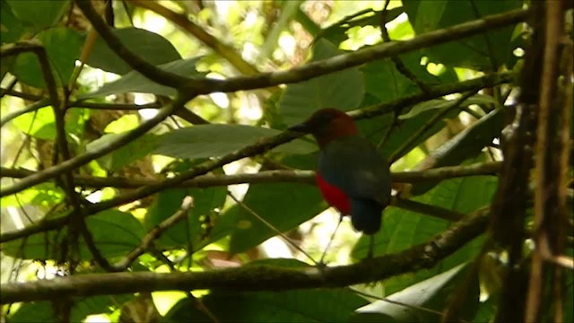 Sulawesi Pitta (Siau) - ML201046141