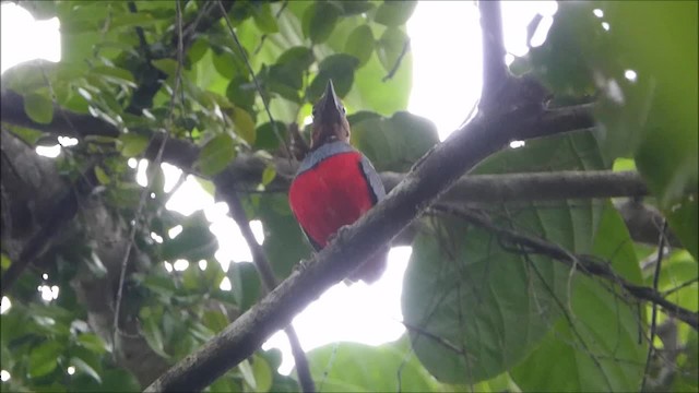 Sulawesi Pitta (Siau) - ML201046151