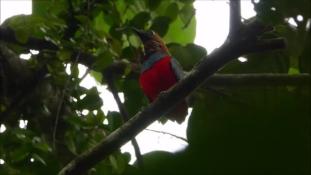 Sulawesi Pitta (Siau) - ML201046161