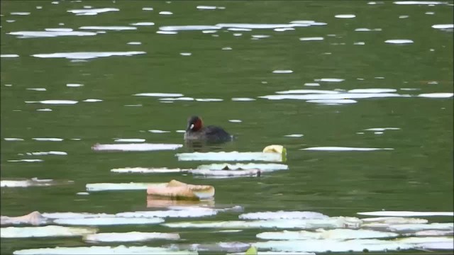 Little Grebe - ML201046211