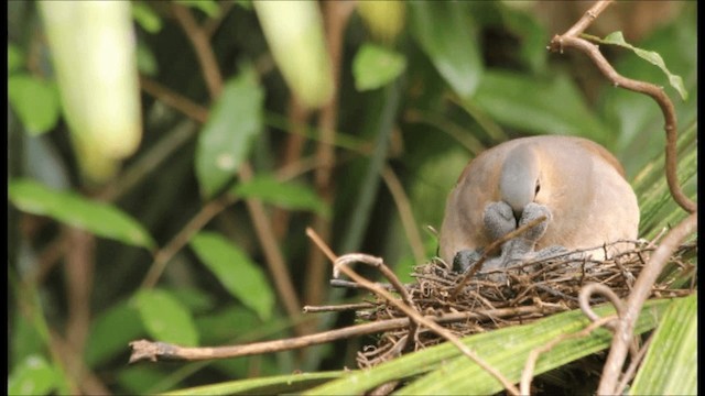 Gray-fronted Dove - ML201046311
