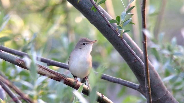 Eastern Olivaceous Warbler - ML201046371