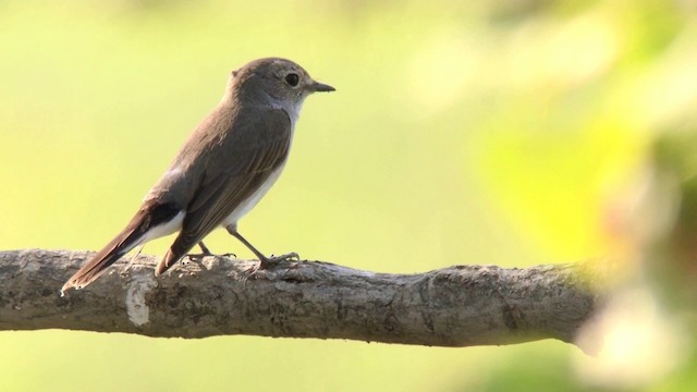 Taiga Flycatcher - ML201046381