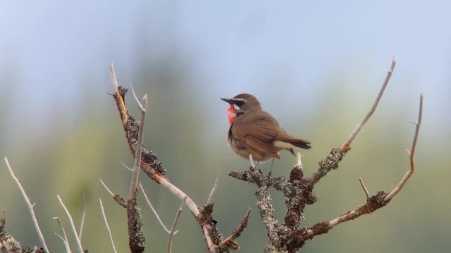 Siberian Rubythroat - ML201046391