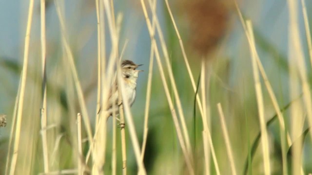 Paddyfield Warbler - ML201046401