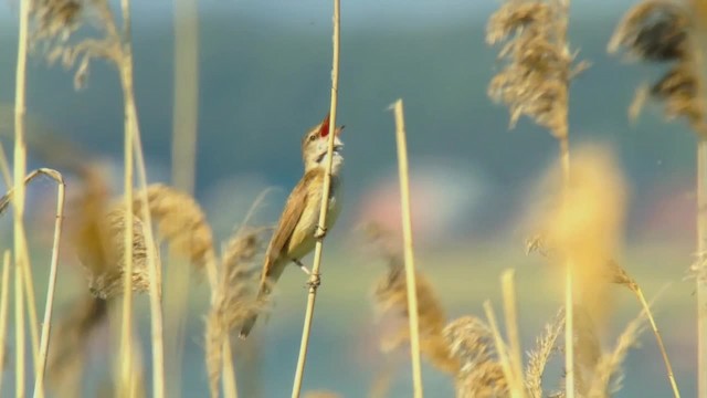 Great Reed Warbler - ML201046421