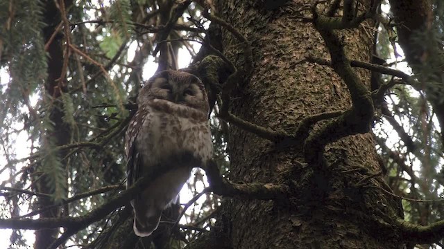 Boreal Owl (Tengmalm's) - ML201046431