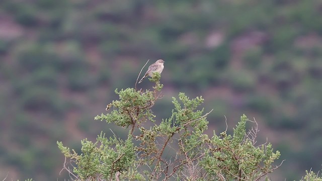 Ashy Cisticola - ML201046461