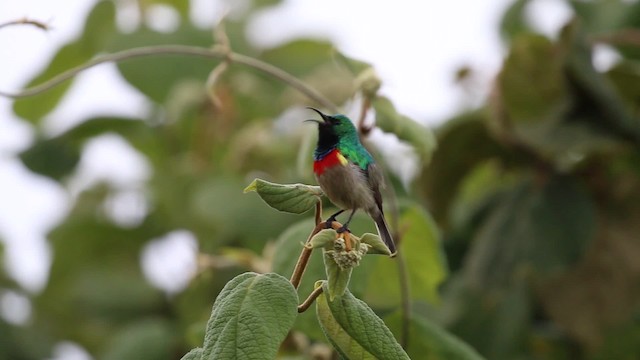 Eastern Double-collared Sunbird - ML201046481