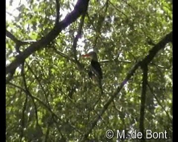 Gray-headed Kingfisher - ML201046561