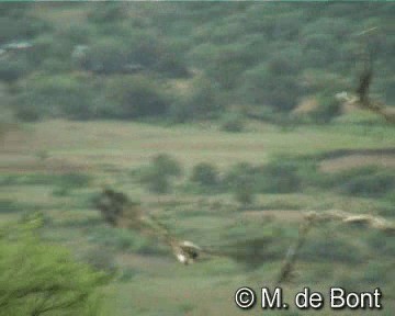 Tawny Eagle - ML201046571