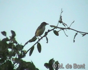 Rattling Cisticola - ML201046581