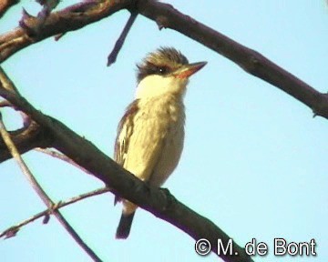 Striped Kingfisher - ML201046611