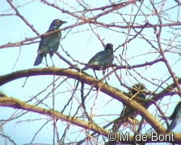 Greater Blue-eared Starling - ML201046621