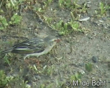 Red-billed Quelea - ML201046631