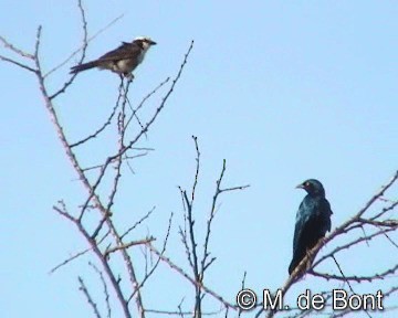White-rumped Shrike - ML201046641