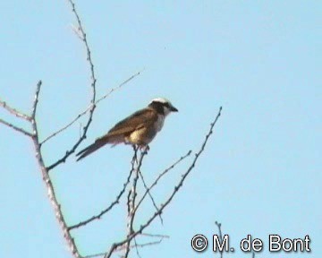 White-rumped Shrike - ML201046651