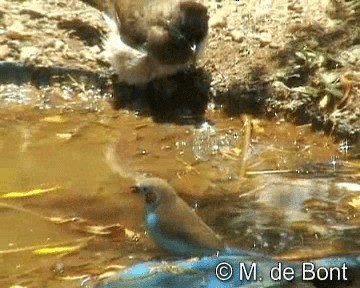 アフリカヒヨドリ（tricolor グループ） - ML201046671