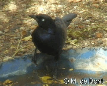 Rüppell's Starling - ML201046681