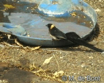 Eastern Paradise-Whydah - ML201046691