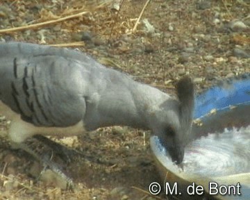White-bellied Go-away-bird - ML201046701