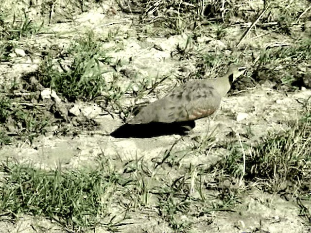 Yellow-throated Sandgrouse - ML201046991