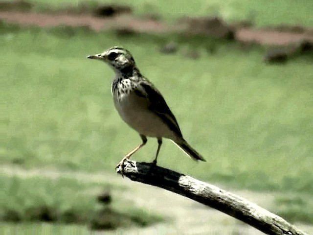 アフリカマミジロタヒバリ（cinnamomeus グループ） - ML201047001