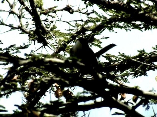 Karamoja Apalis - ML201047031