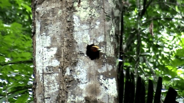 Chestnut Woodpecker - ML201047051