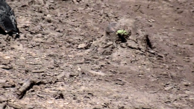 Blackish Nightjar - ML201047061