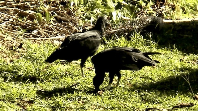 Black Vulture - ML201047071