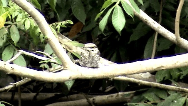 Ladder-tailed Nightjar - ML201047201