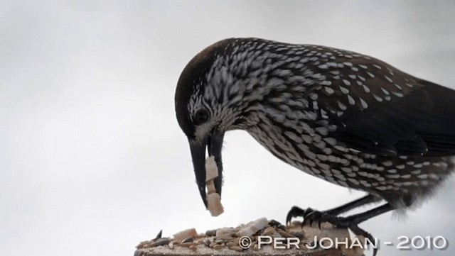 Eurasian Nutcracker (Northern) - ML201047251