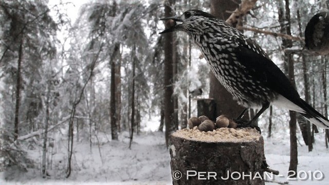 Eurasian Nutcracker (Northern) - ML201047261