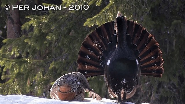 Western Capercaillie - ML201047291