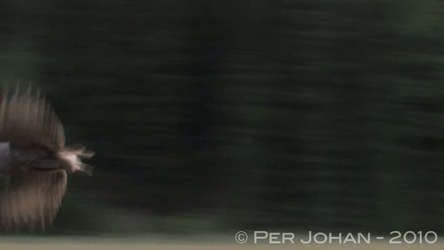 Great Gray Owl (Lapland) - ML201047301