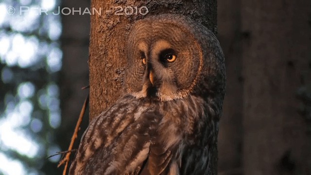 Great Gray Owl (Lapland) - ML201047321