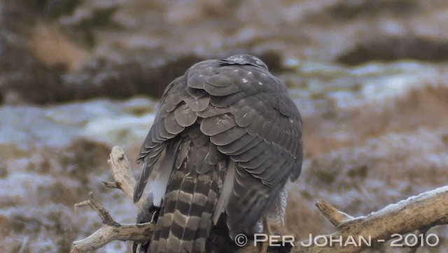 Eurasian Goshawk - ML201047331