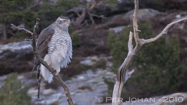 Eurasian Goshawk - ML201047341