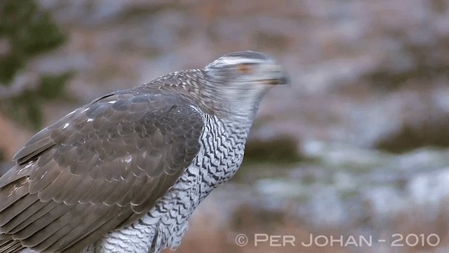 Eurasian Goshawk - ML201047351