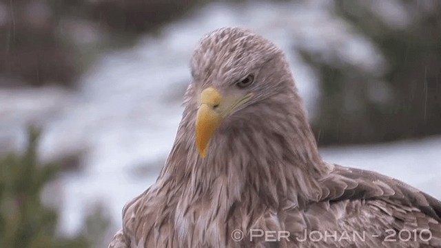 White-tailed Eagle - ML201047361