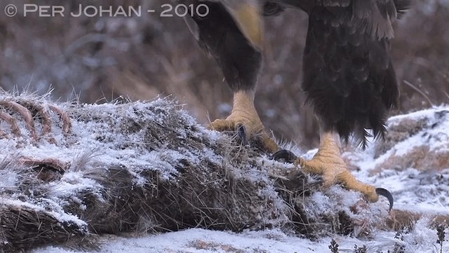 White-tailed Eagle - ML201047371