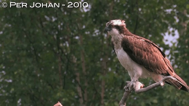 Osprey - ML201047551