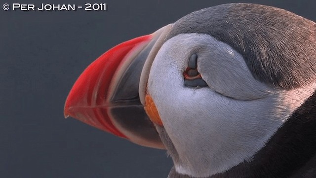 Atlantic Puffin - ML201047621