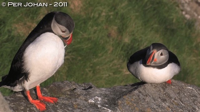 Atlantic Puffin - ML201047631