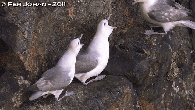 Northern Fulmar - ML201047641