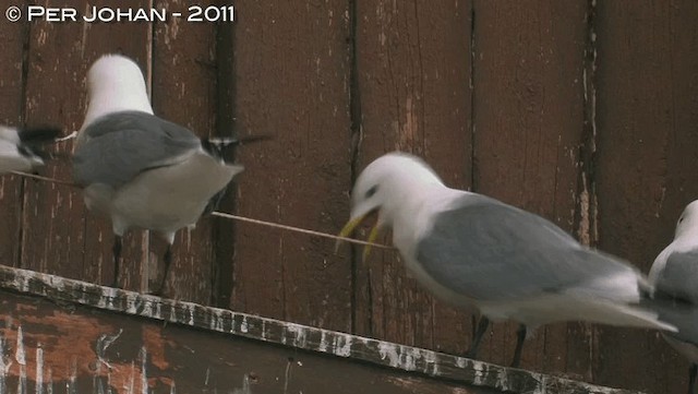 Black-legged Kittiwake - ML201047651