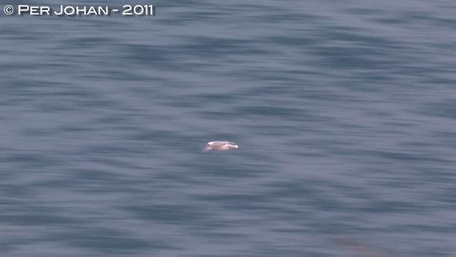 Northern Fulmar - ML201047661